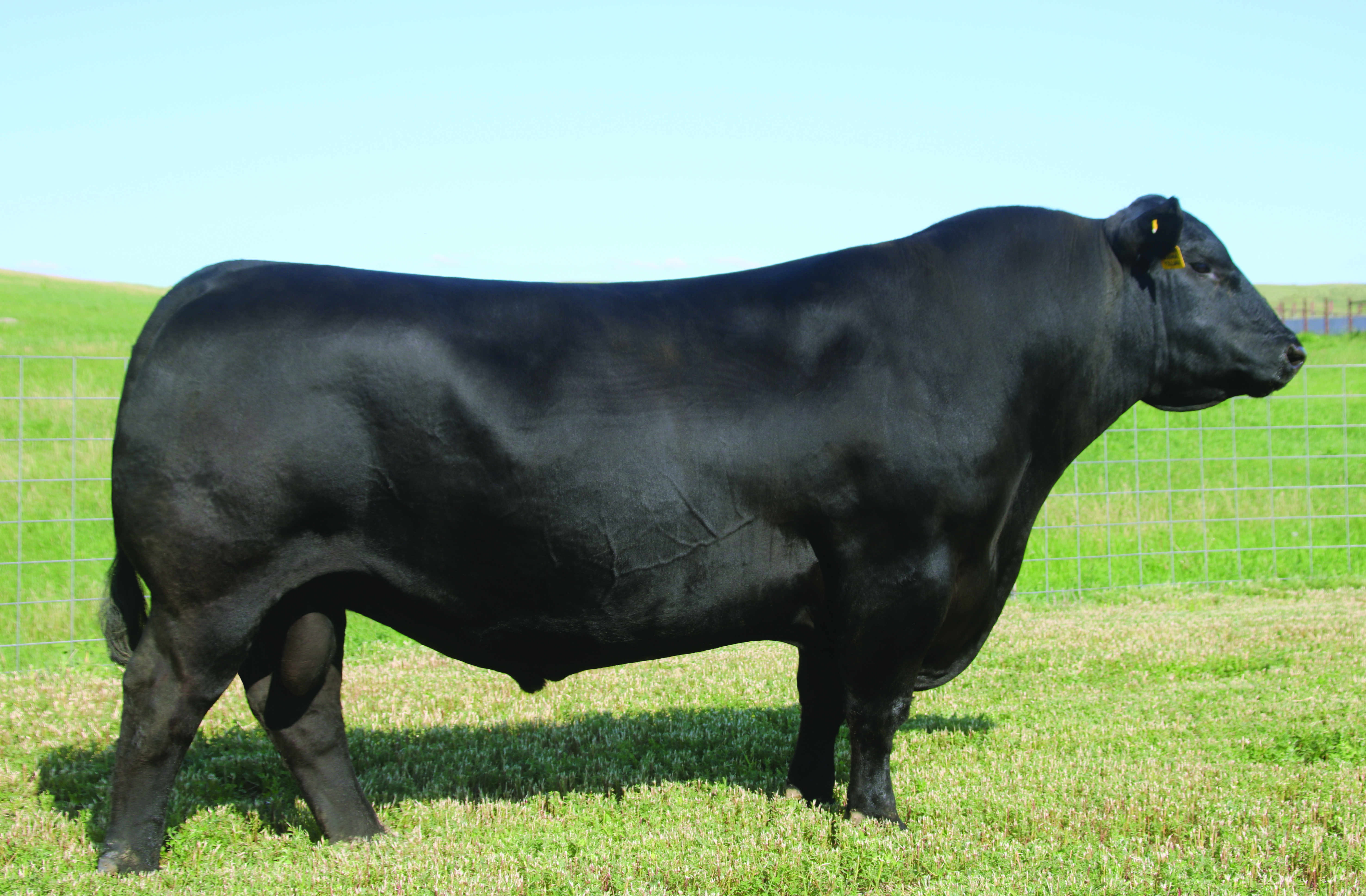 SAV Sensation 5615 Mature.18 – Stauffer Ranches