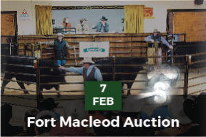 auction2-01