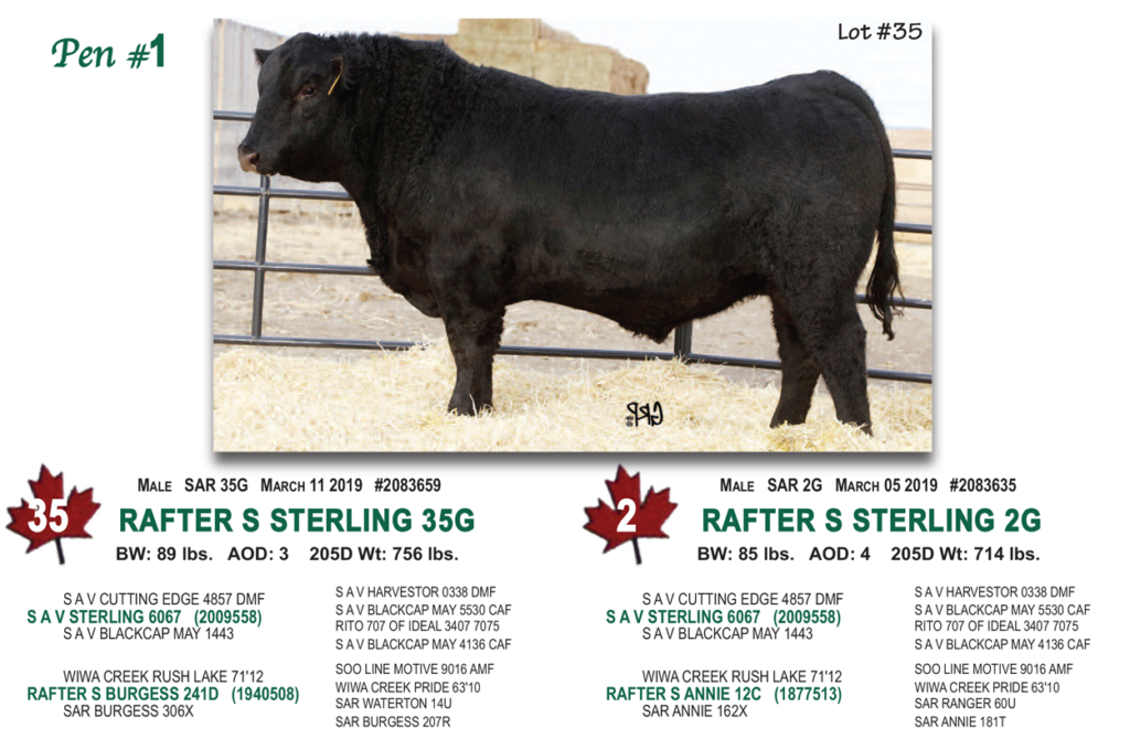 PEN 1 2021 Bull Sale Stauffer Ranches